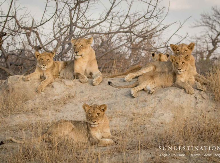 Recent Balule Big Cat Sightings from Enchanting Ezulwini