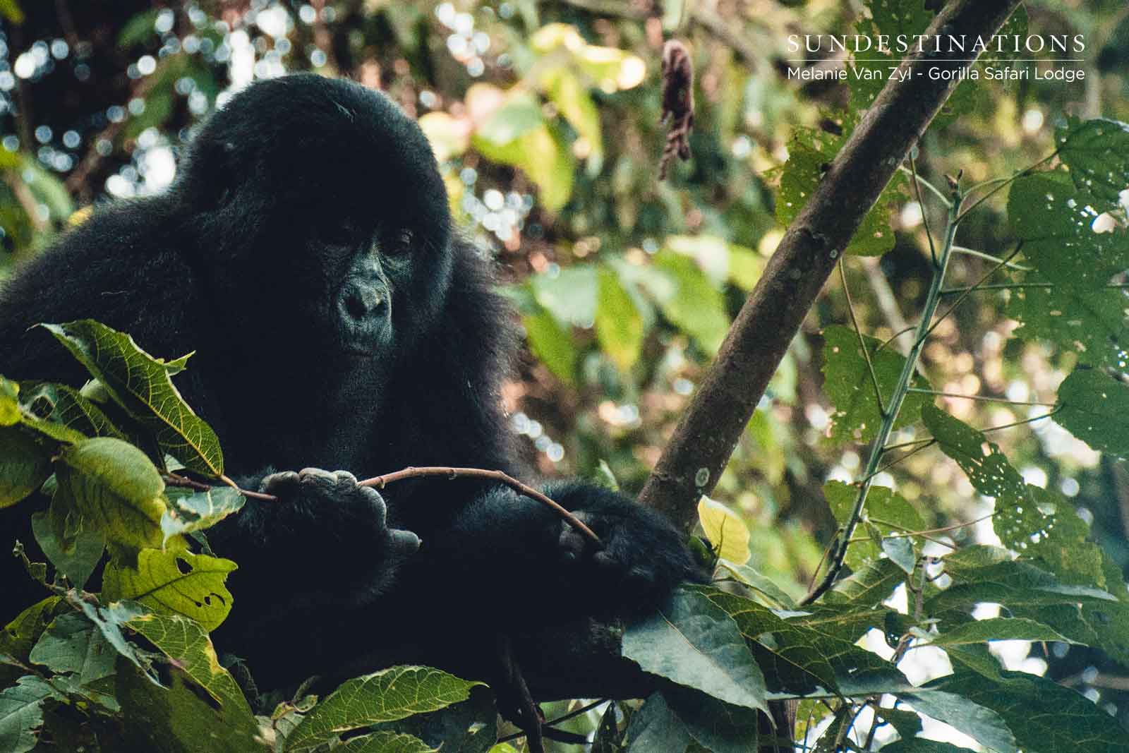 Gorilla Trekking Conservation