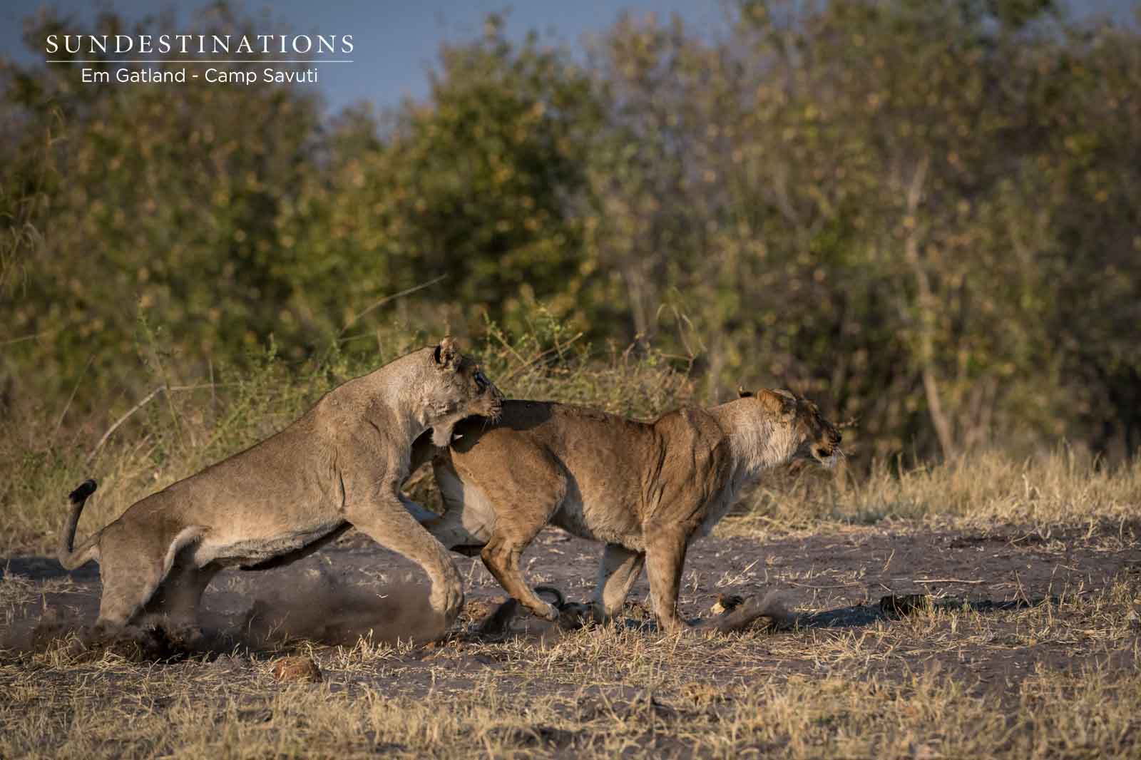 Marsh Pride Playing