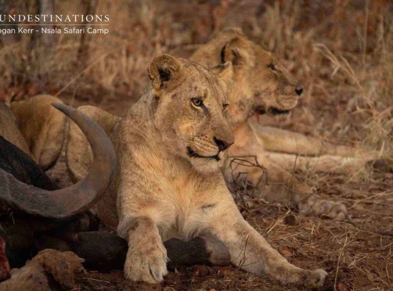 Nsala Private Game Reserve : Into the wild