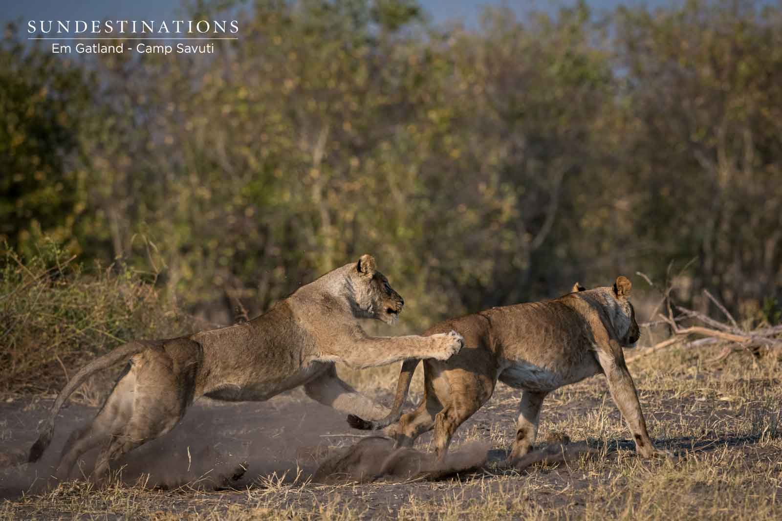 Lions of the Savuti 