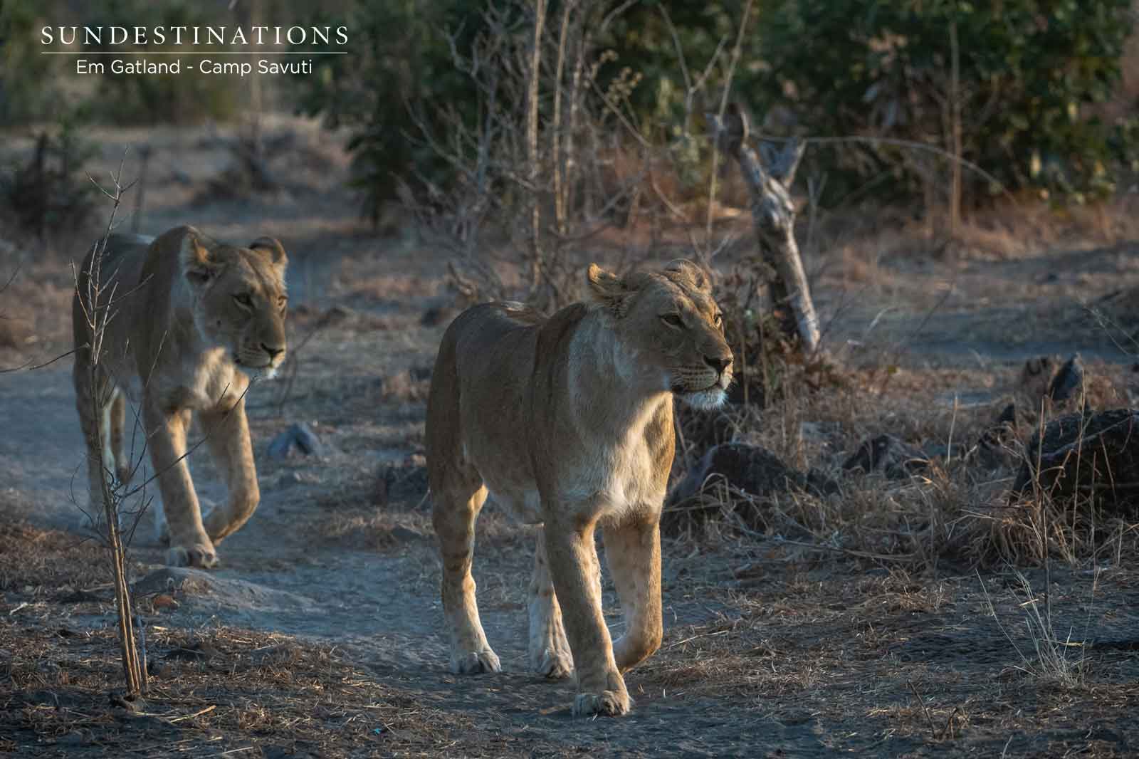 Marsh Pride Lionesses