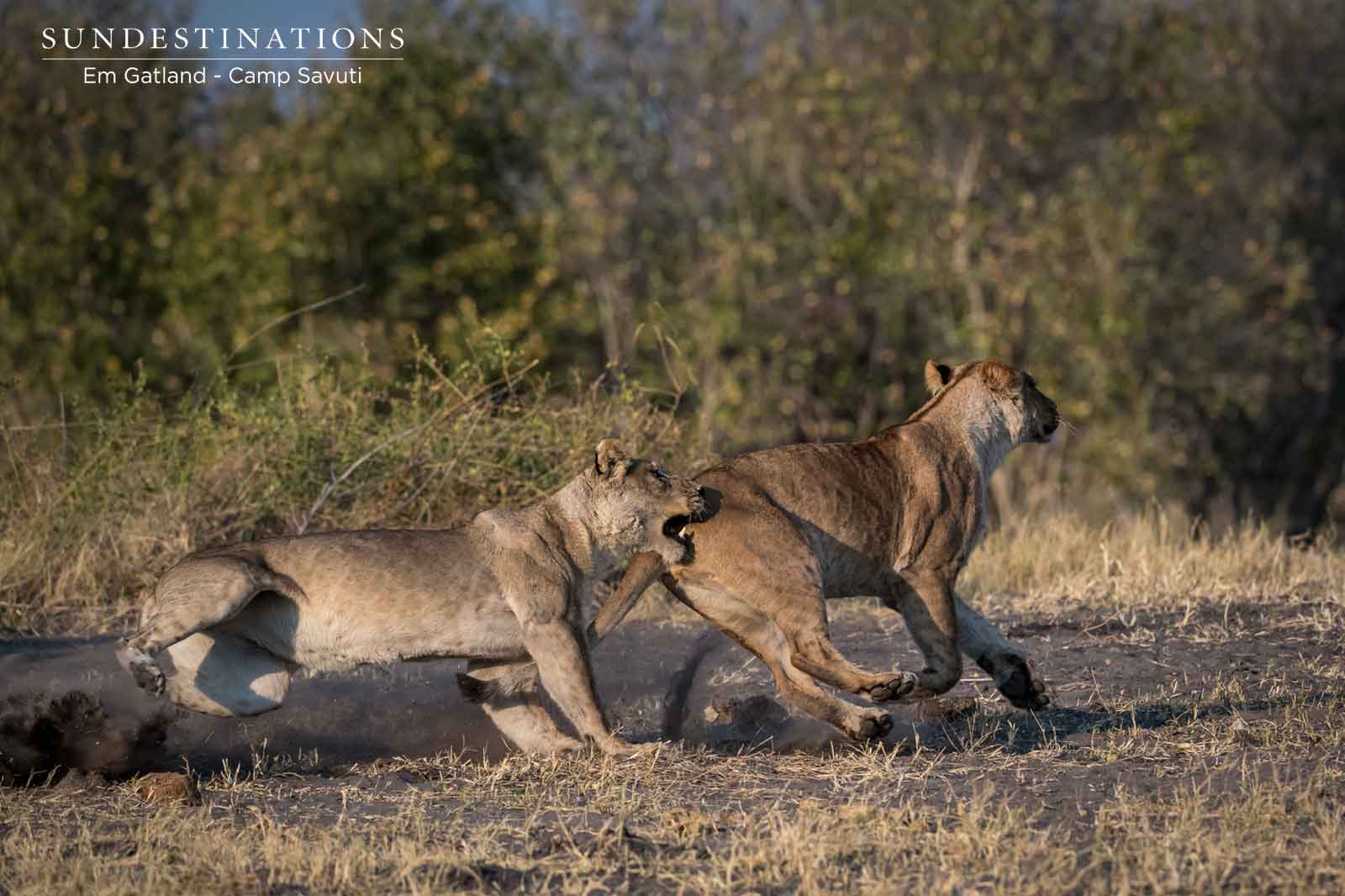 Marsh Pride of Lions in Botswana