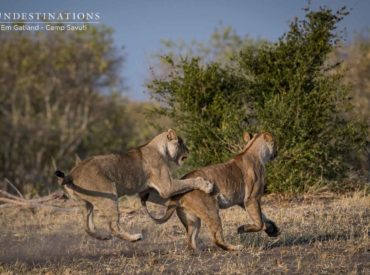 The Savuti region of Chobe National Park is a sought after pocket of wildlife paradise. This enchanting predator-rich region is well-documented for its fierce lion populations, one of which is the dominant Marsh Pride. Breakaway females and splintered groups from the powerful Marsh Pride are often spotted while out on drive with the team from […]