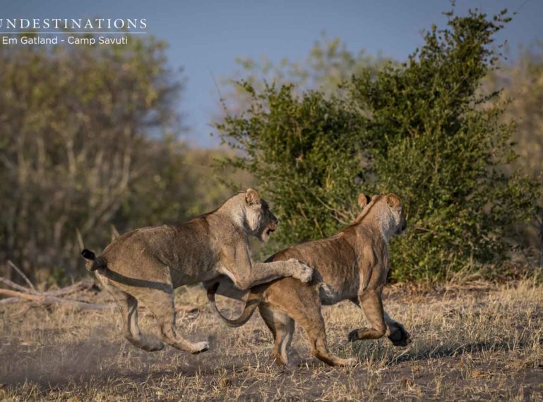 Camp Savuti : The Marsh Pride Lionesses Get Rough and Rowdy