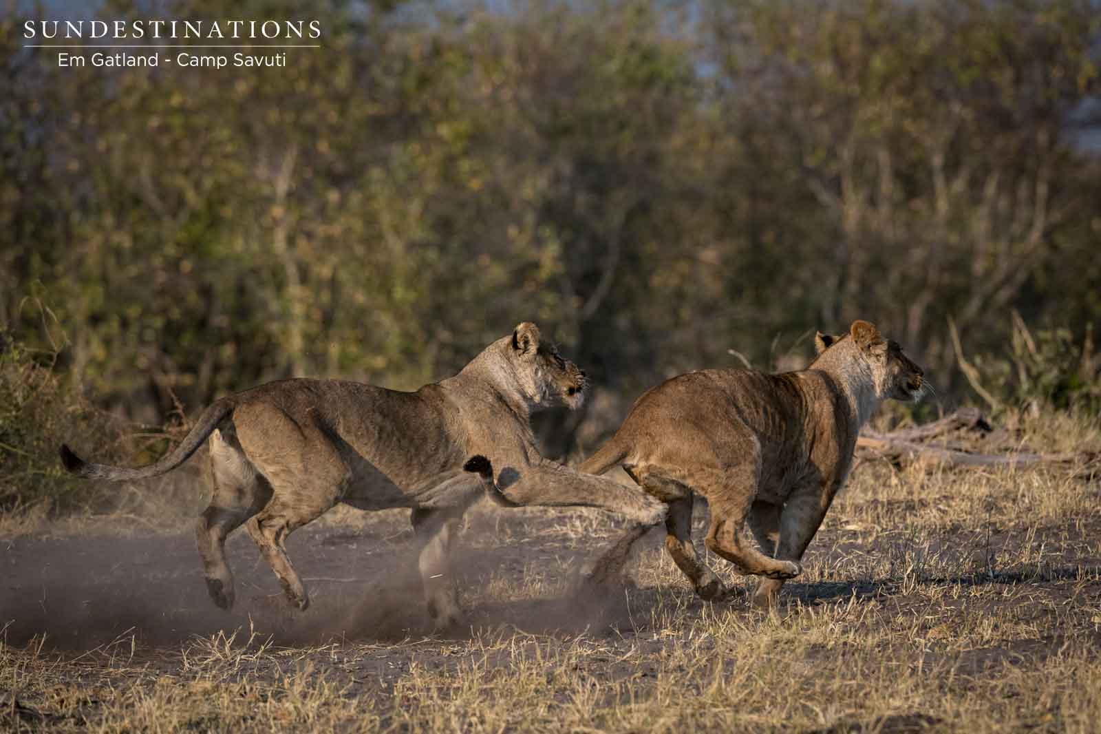 Marsh Pride of Lions in Savuti