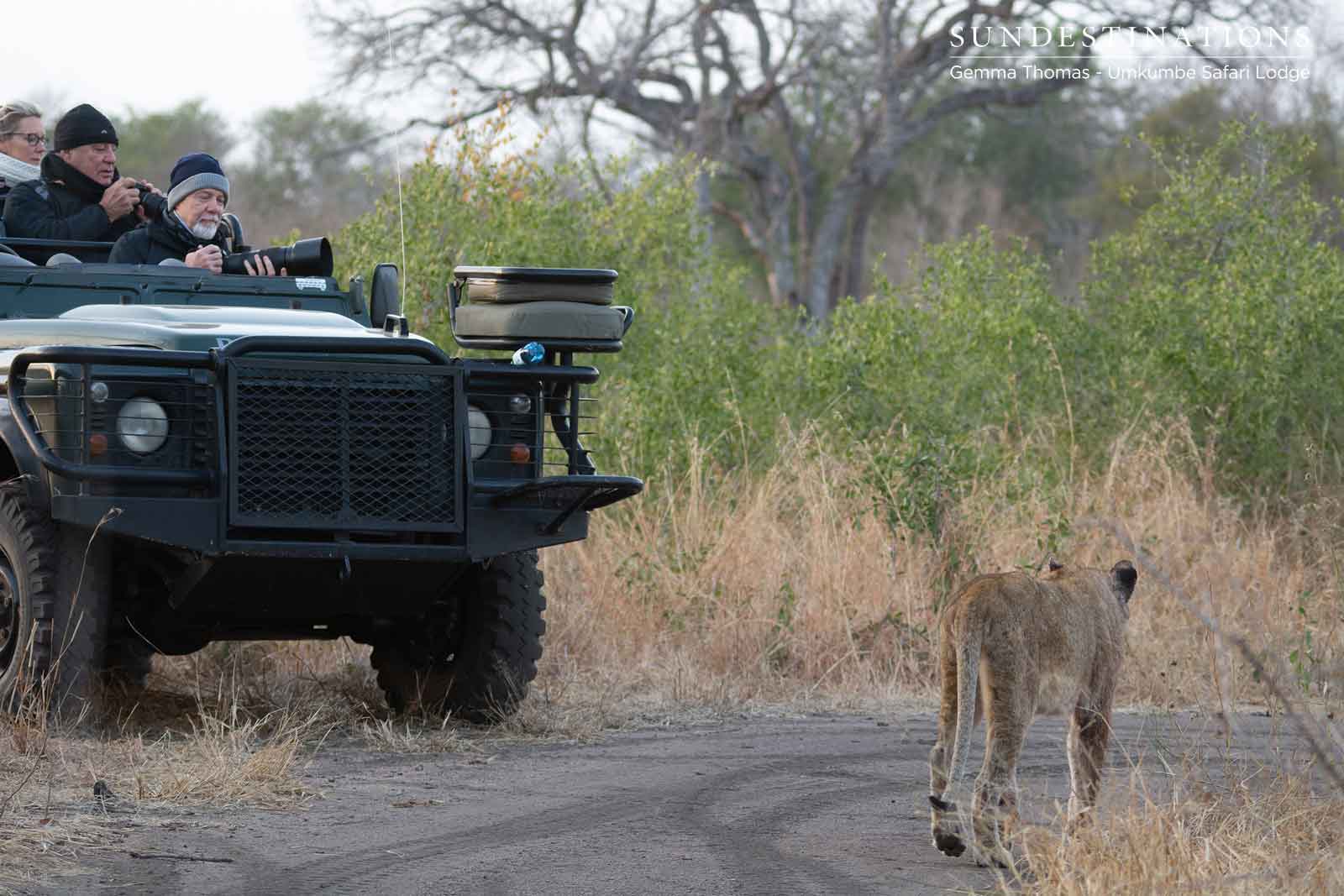 Umkumbe Lioness at Vehicle