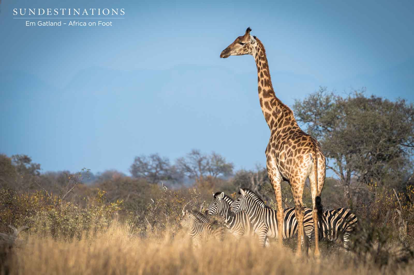Giraffe Zebra Africa on Foot