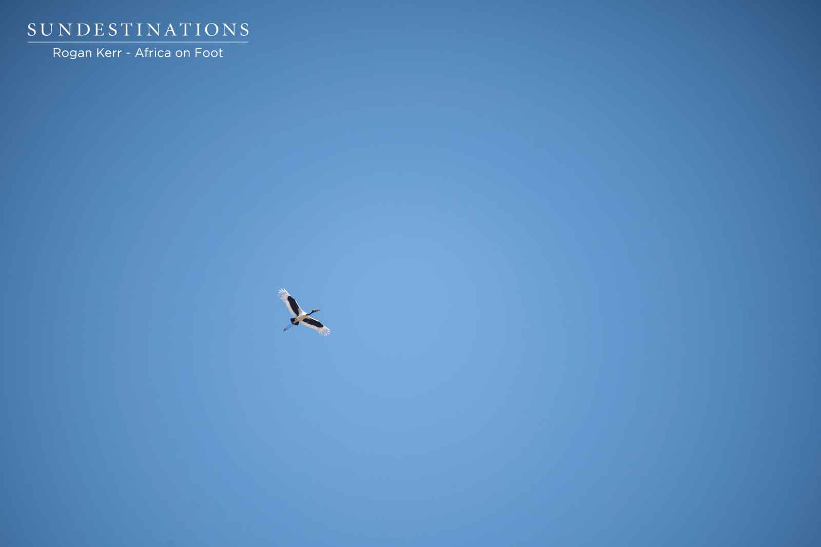 Aerial Photos of Stork