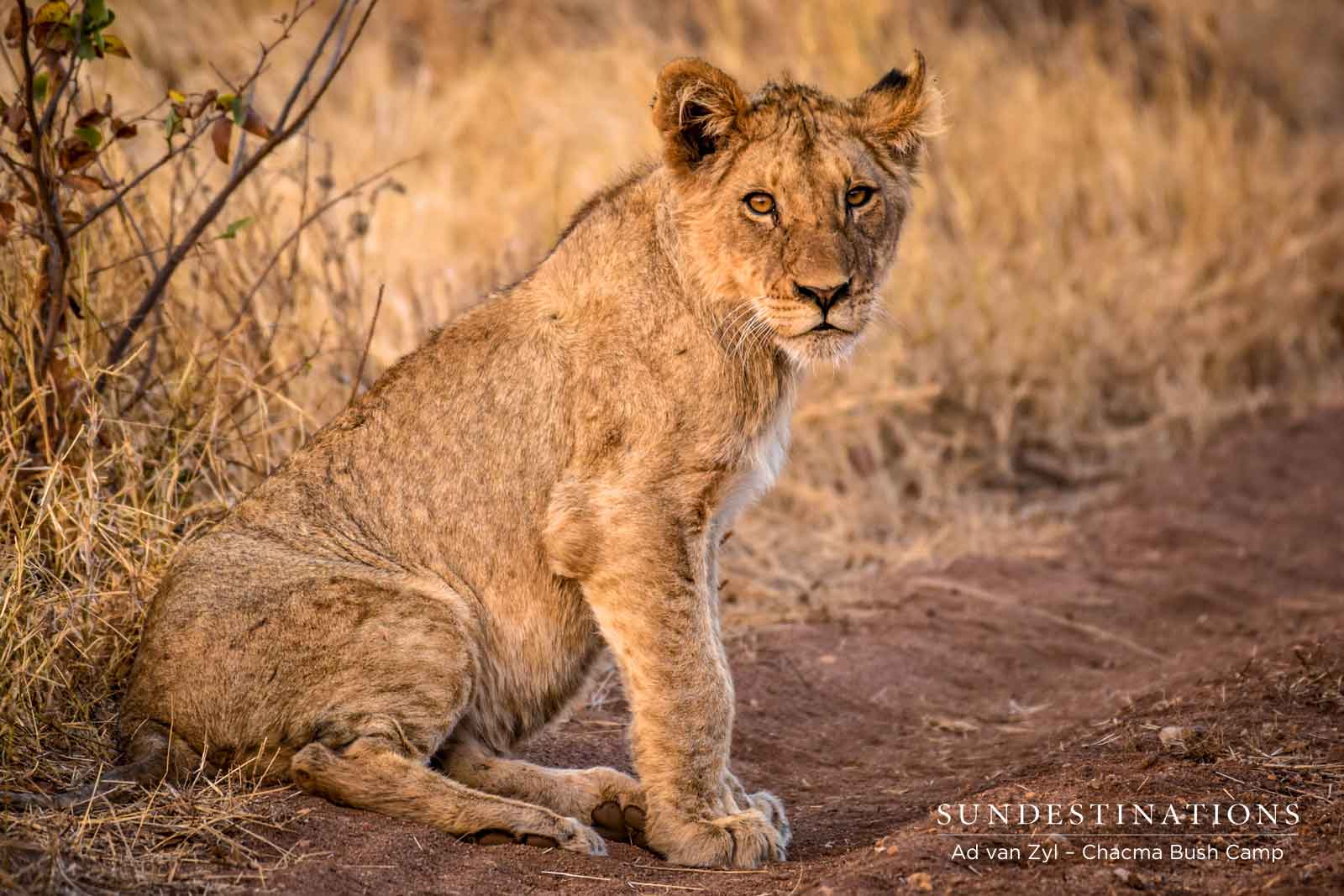Maseke Chacma Lion Cub