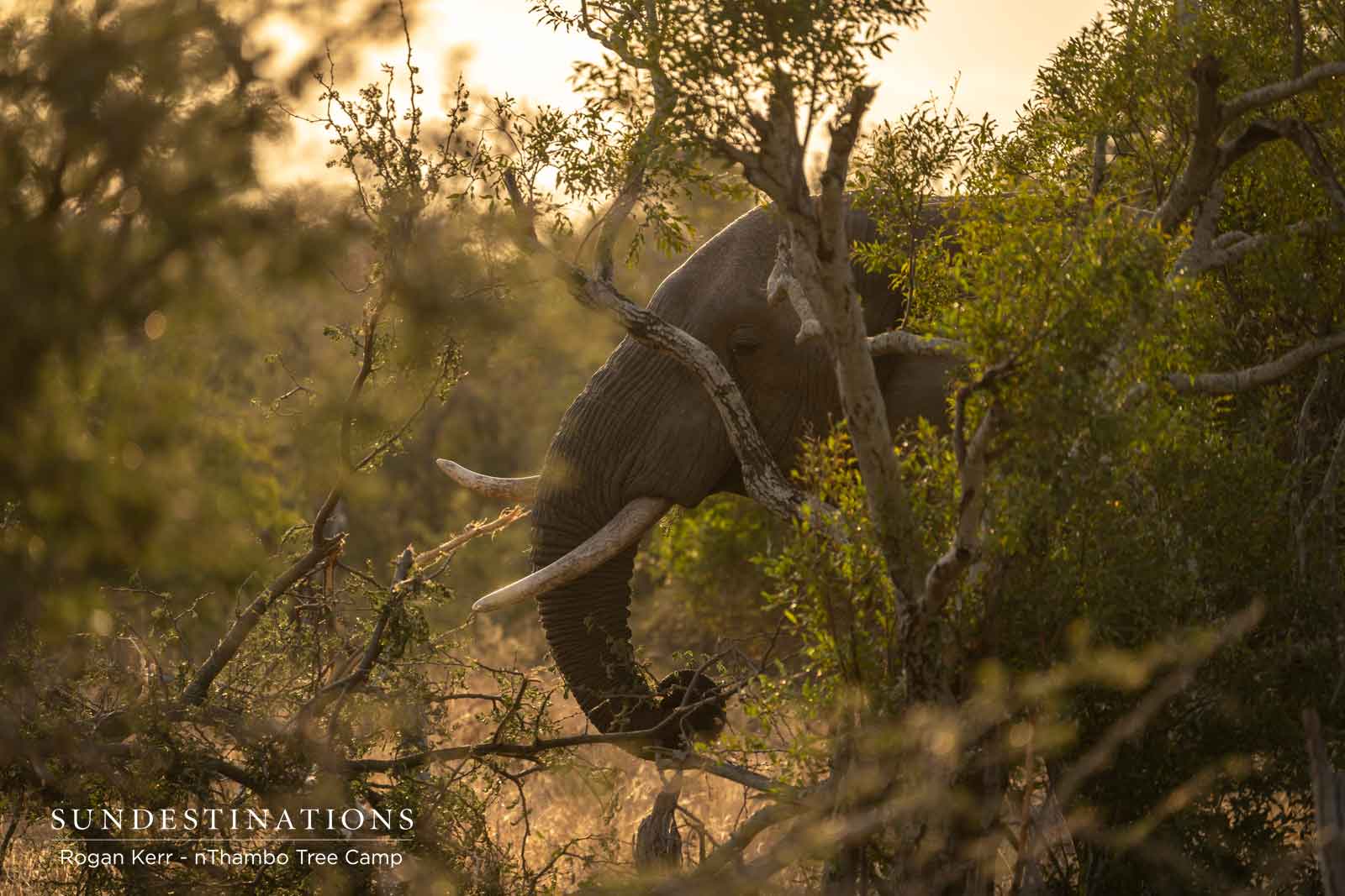 Elephants at Sunset nThambo Tree Camp
