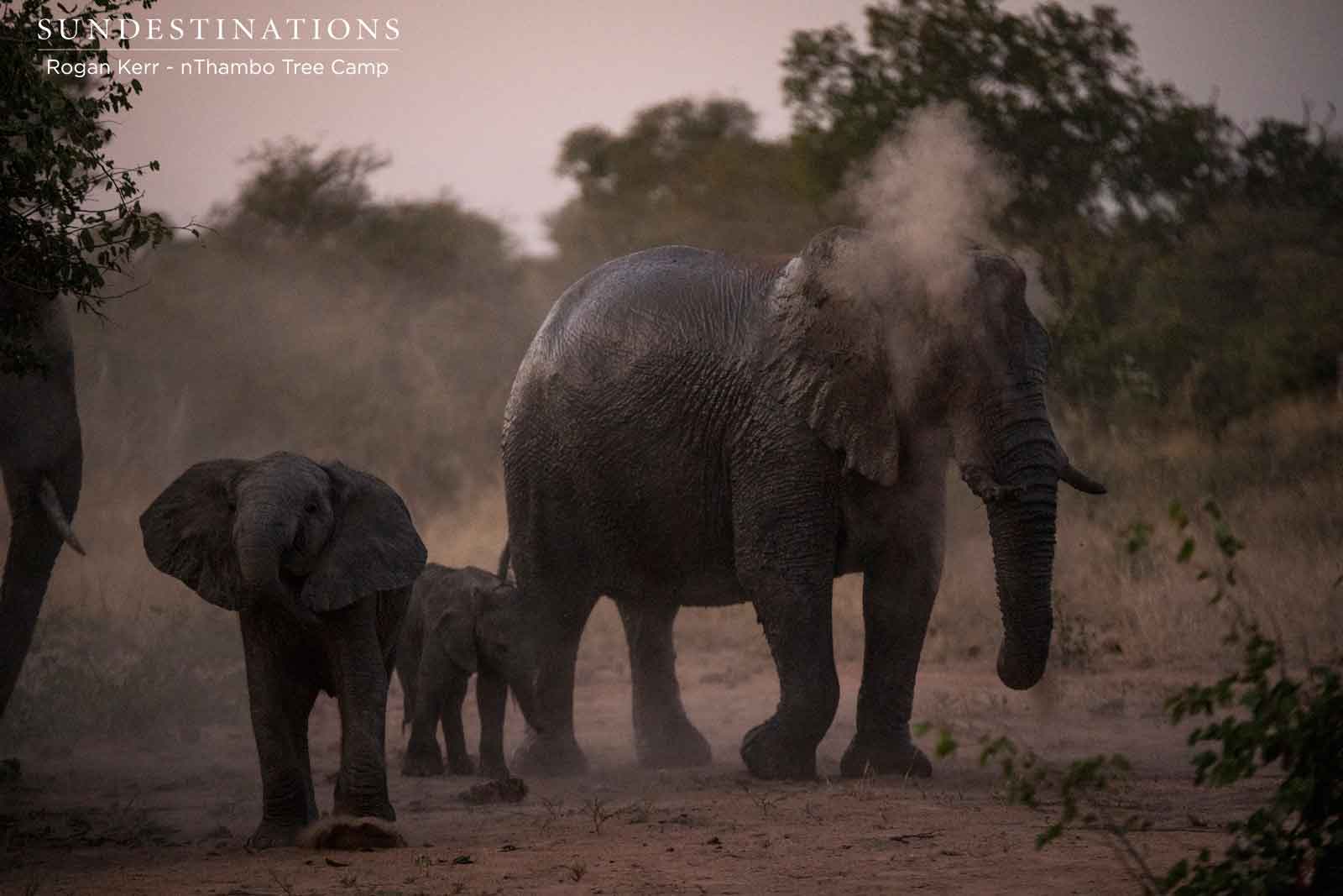 Elephant Herds at nThambo