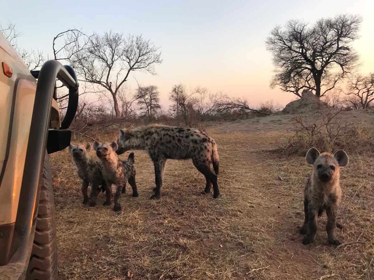 Hyena Sighting Walkers Bush Villa
