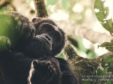 Pegged by Lonely Planet as “one of the world’s greatest wildlife experiences” and ranked by Responsible Tourism UK as “one of the most underrated things to do in Uganda” chimpanzee tracking remains one of East Africa’s unsung activities. Often outshined by gorilla trekking, seeking our closest relative through Uganda’s enchanting swathe of thick equatorial rainforest […]