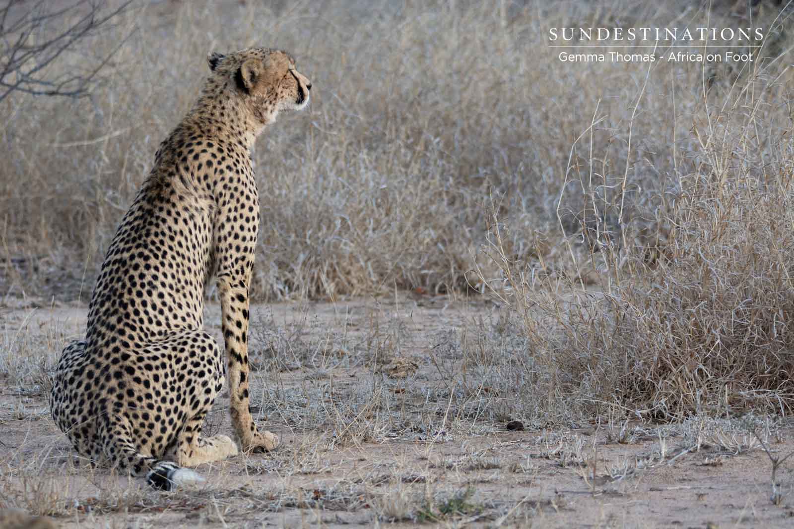 Africa on Foot Cheetah 