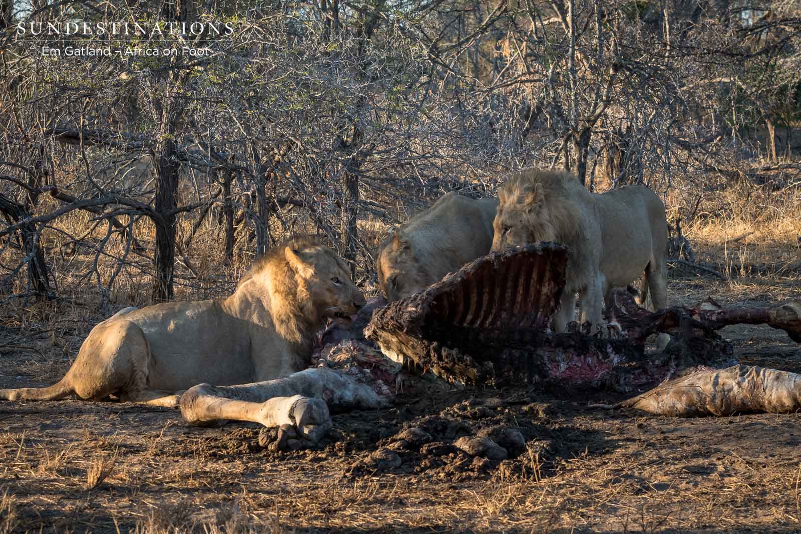 Lions Make a Kill in the Klaserie