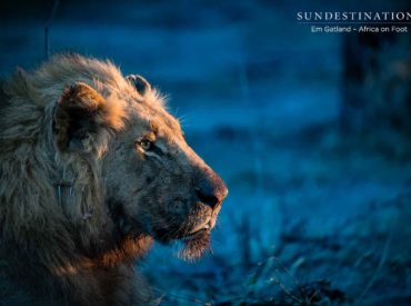 We recently wrote a blog post about the prolific predator sightings in the Klaserie over a 24 hour period. If you recall, there was a sighting of 6 unknown lions eagerly tucking into a giraffe kill, 15 wild dog puppies huddling together on the road, and 3 cheetah relaxing after a recent kill. The lions […]