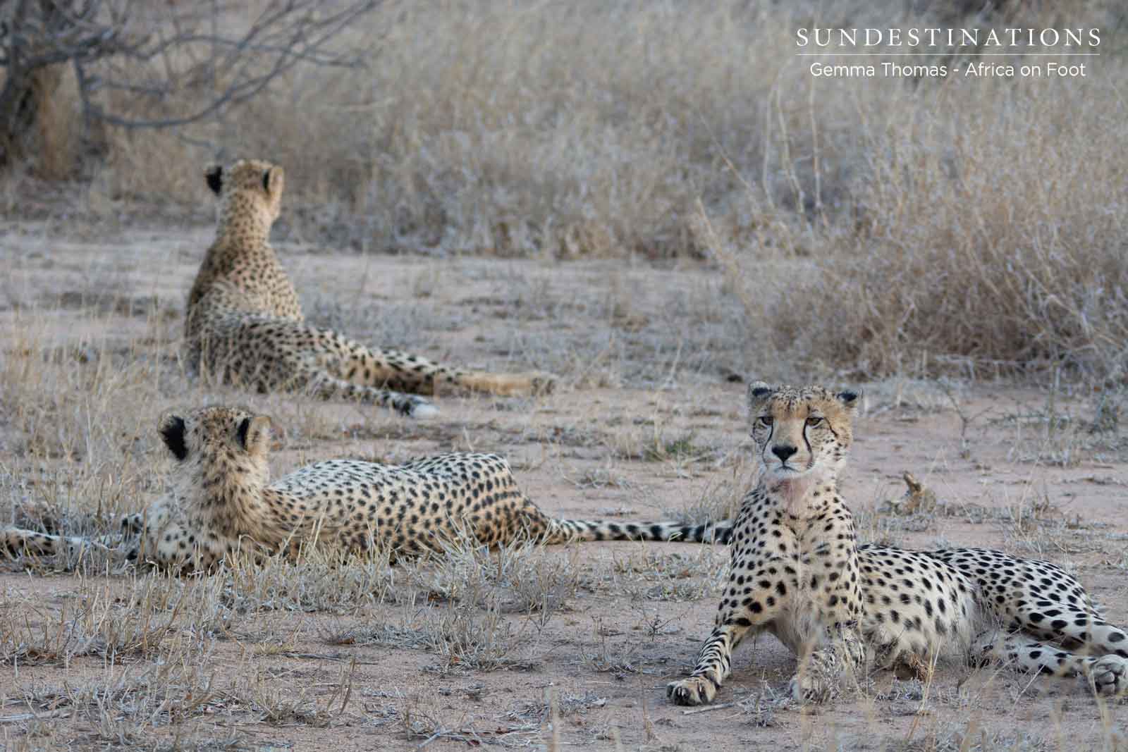 Trio of Cheetah in Klaserie