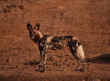 The Balule Nature Reserve is tucked away in the Greater Kruger, and is an absolute hotspot for game viewing. The traverse around Ezulwini Game Lodges pulsates with lion pride sightings, with a few dominant kings regularly making an appearance. There’s a constant stream of Kudyela lion cub sightings while out on drive, which certainly delight […]