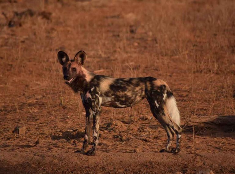 #GuestSafariReview : Wild Dogs and Lions at Ezulwini !