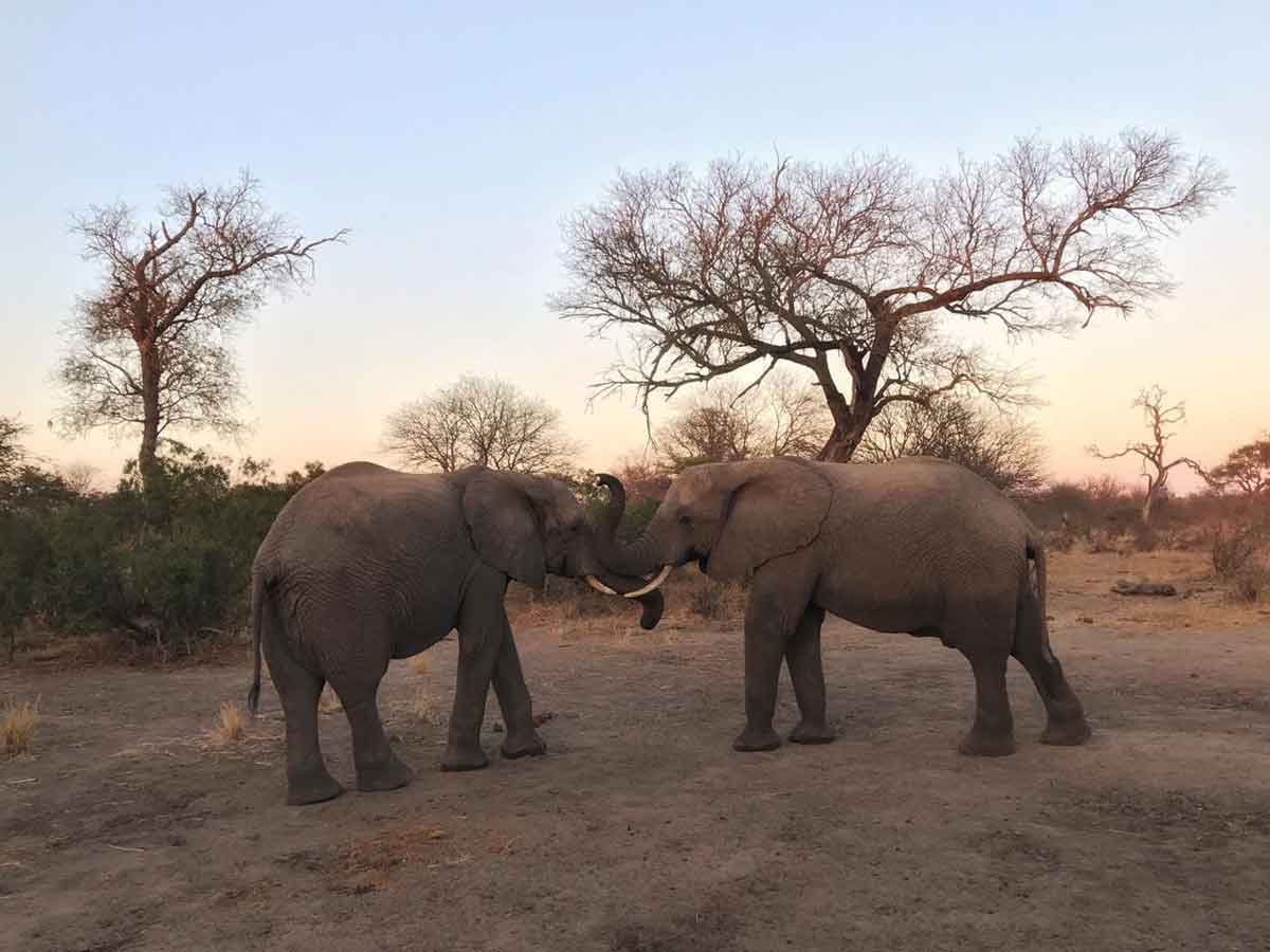 Elephants at nThambo