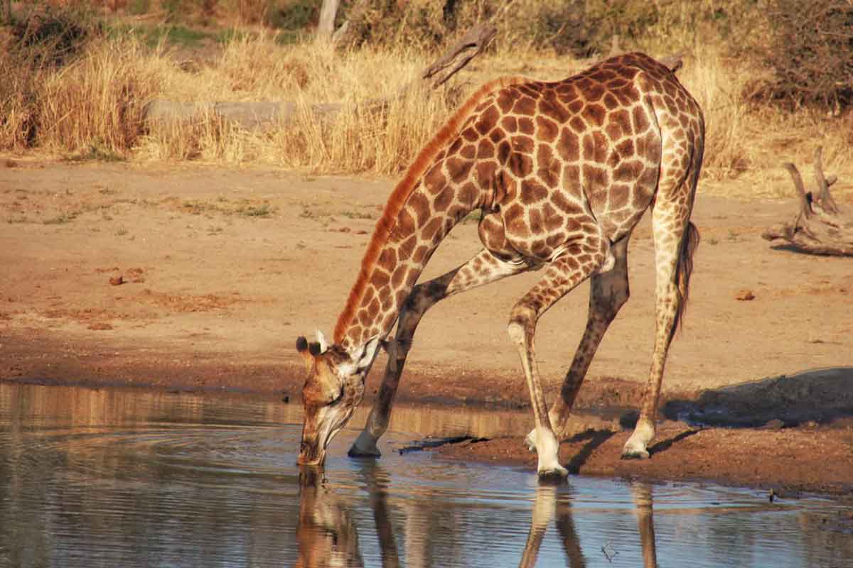 Giraffe on Drive nThambo