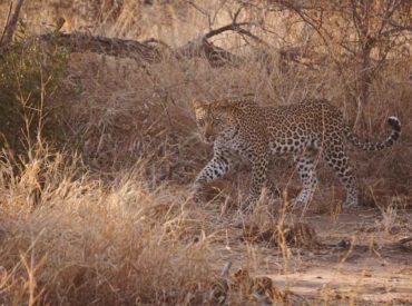 Our Sun Destinations Instagram queen, Gemma, conducted her usual research on the social media platform to source nThambo Tree Camp images from guests. She came across Zambesie Van den Broeks photos of the Klaserie, which needed sharing. When Gem reached out to Zambesie, she very kindly let us use her images to showcase the wild […]