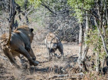 We’ve experienced a bit of a lull in the Week in Pictures, but certainly not a lull in game viewing. Across the board its been a continuous cycle of predator sightings, unpredicted take downs and rare moments shared with the residents of the Lowveld. Our guides have been busy in the field, leading guests into […]