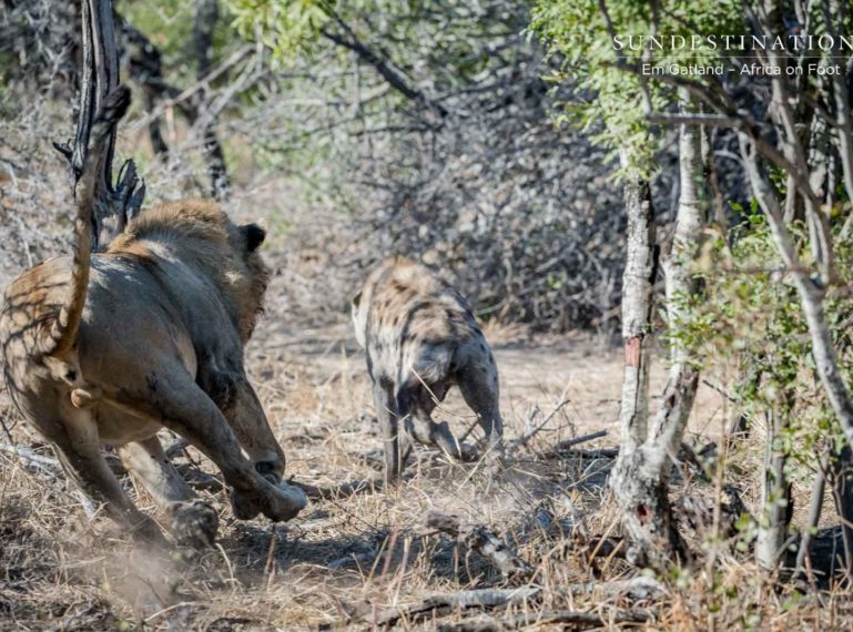 The Week in Pictures : Catching Up with the Untamed Ones