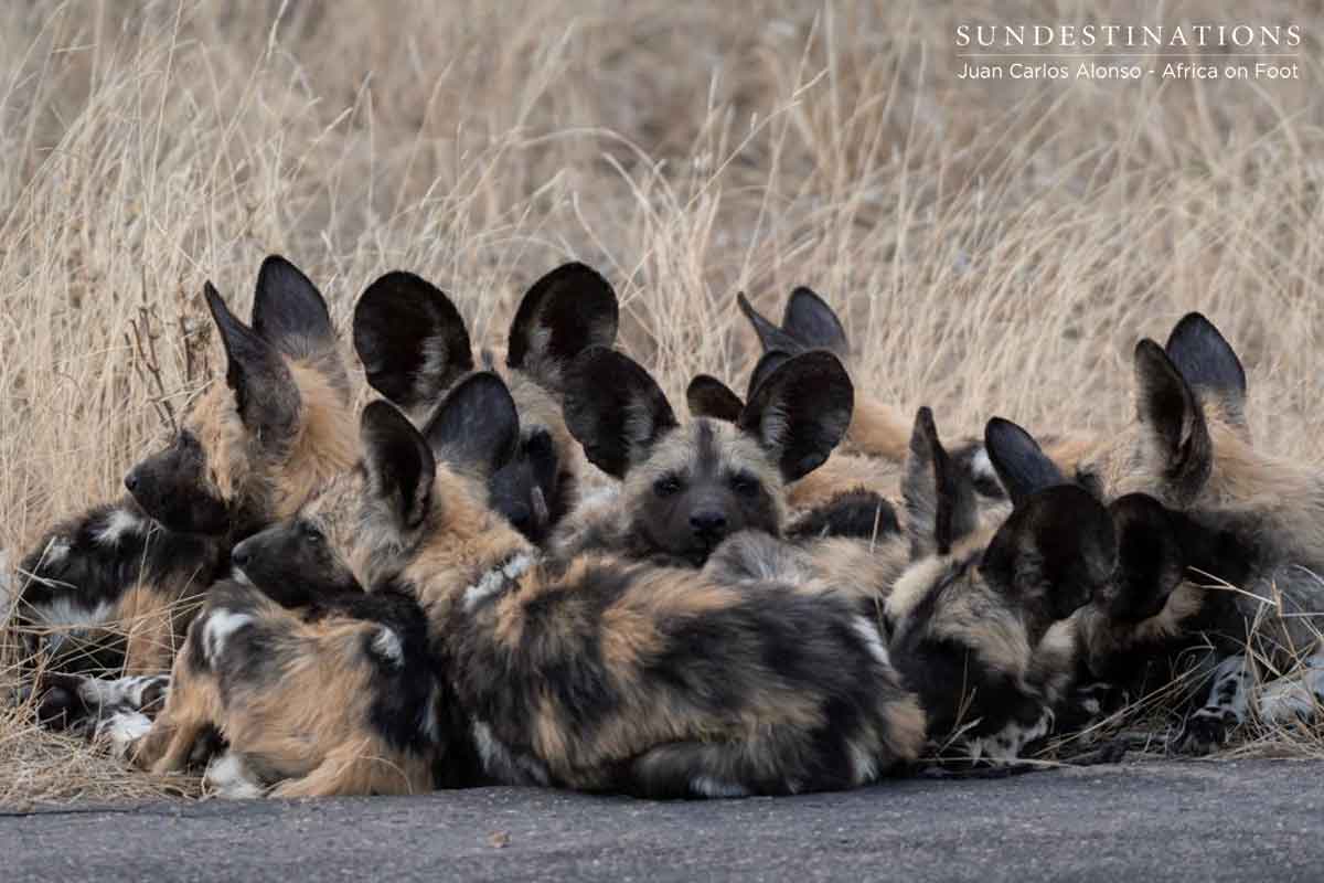 Wild Dogs at Africa on Foot
