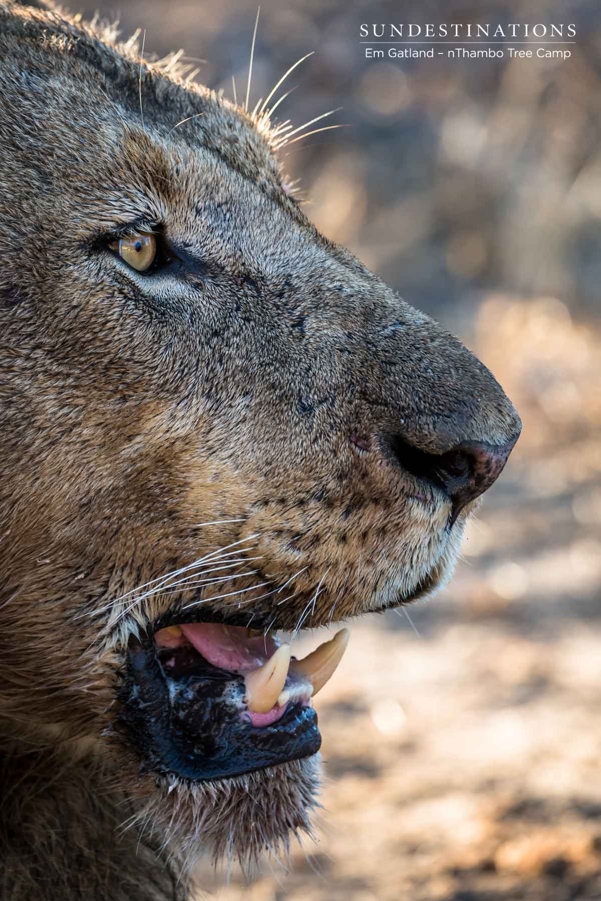 nThambo Lions Portrait