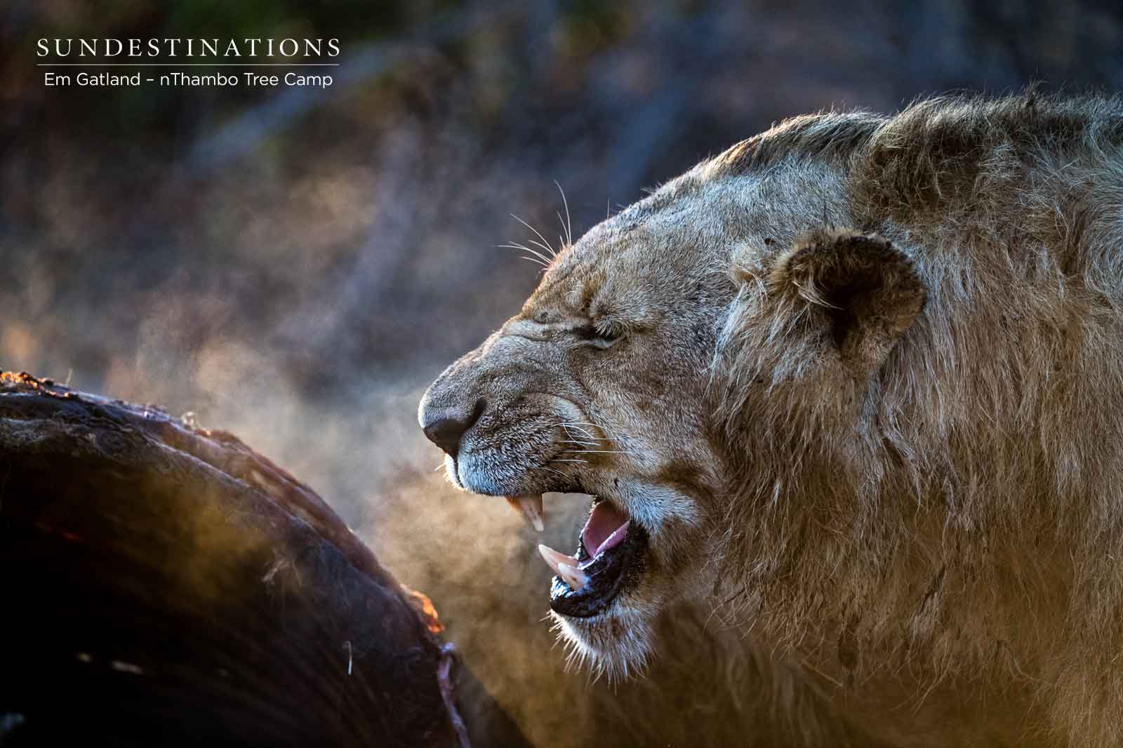 nThambo Male Lions