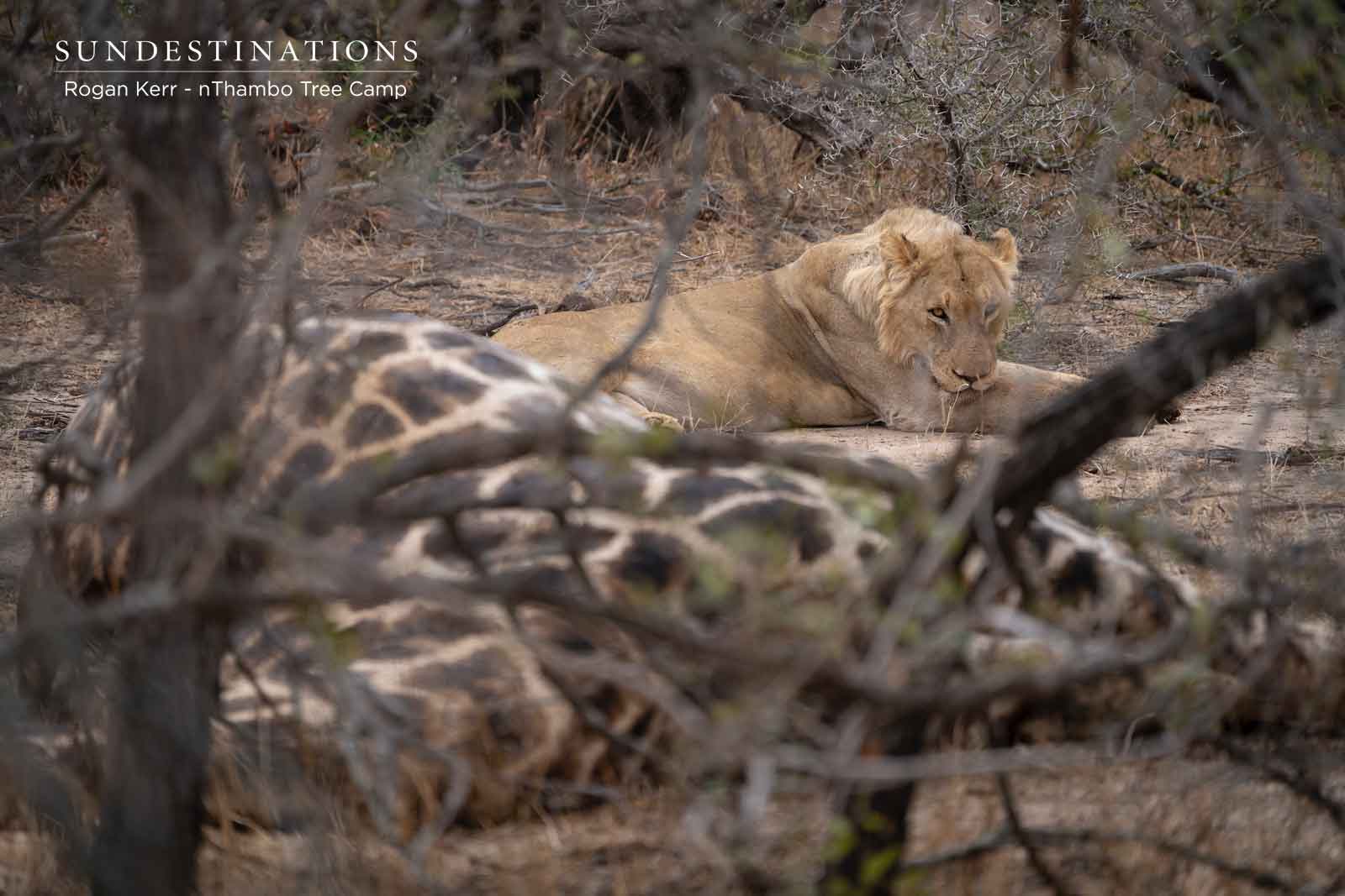 nThambo Tree Camp Lions on a Kill