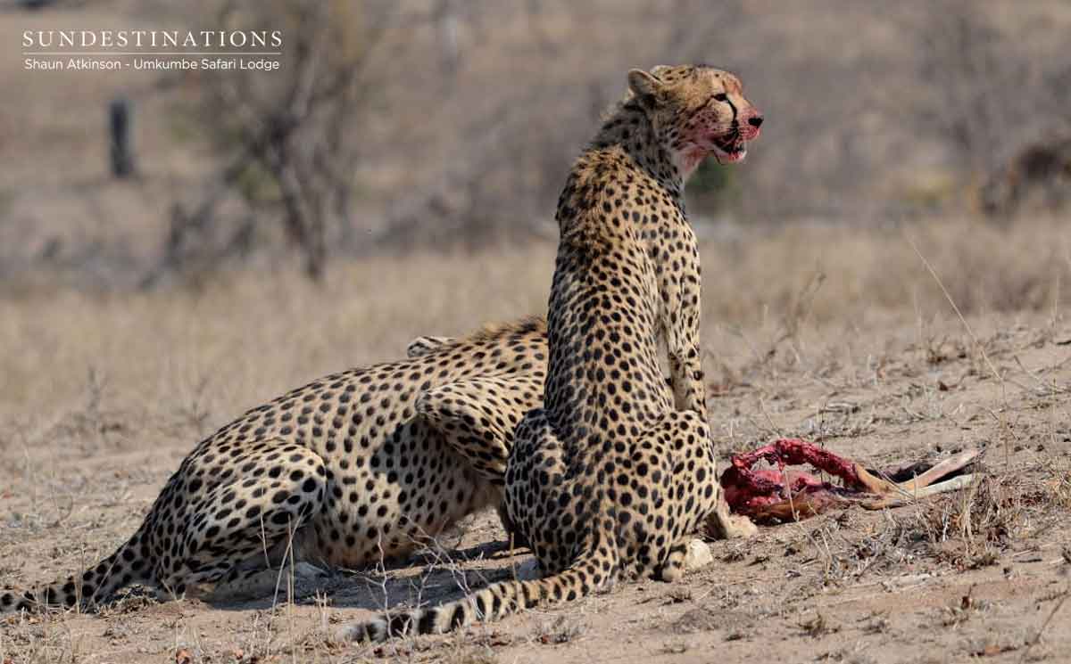 Umkumbe Cheetah Coalitions
