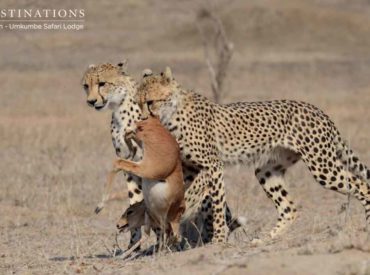 Shaun Atkinson, one of the guides from Umkumbe Safari Lodge, is certainly a good luck charm when it comes to spotting big cats. Come to think of it, most of the guides at Umkumbe enjoy prolific cat sightings. A combination of bushveld experience and knowledge of animal behaviour – and good luck – stands them […]