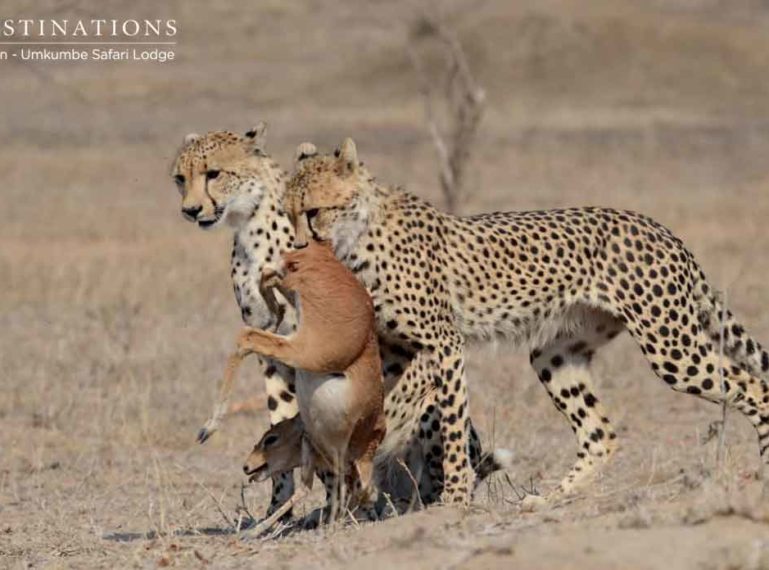 Umkumbe Safari Lodge Spots 2 Cheetah on a Steenbok Kill