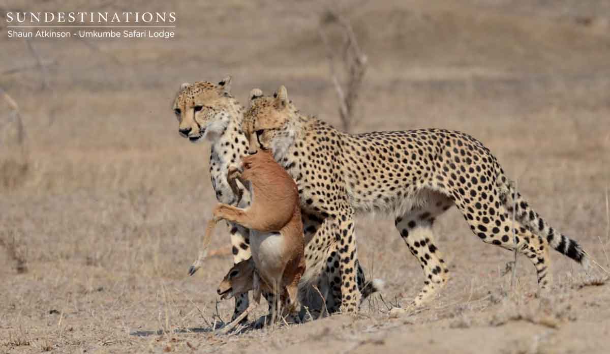 Cheetah with Steenbok at Umkumbe