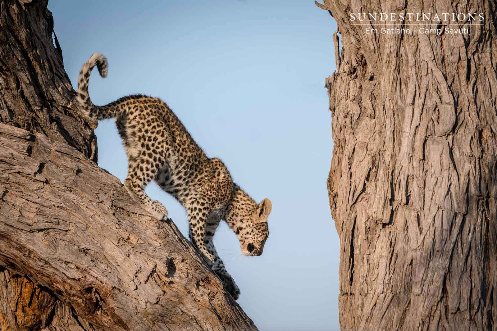 Savuti Leopard in Tree