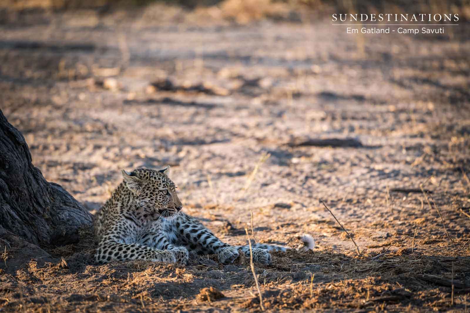 Leopard Resting in Savuti