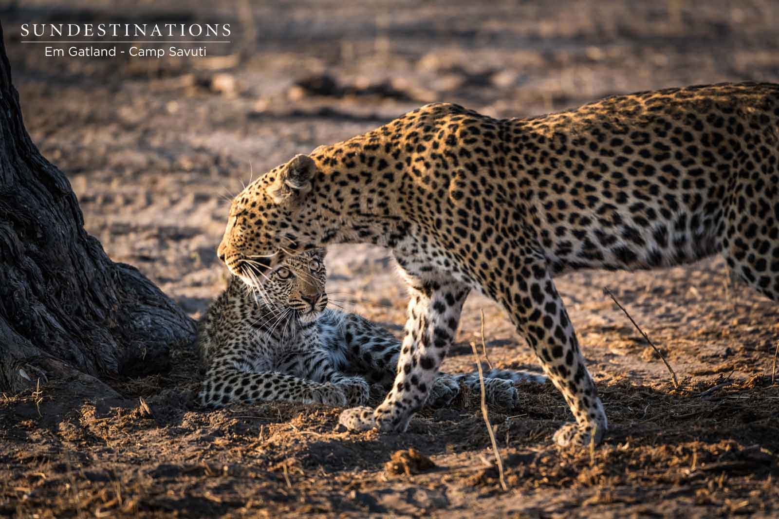 Finding the Savuti Leopards