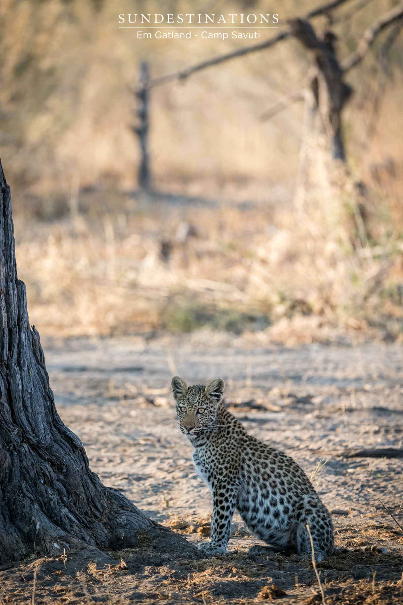 Portrait of a Leopard
