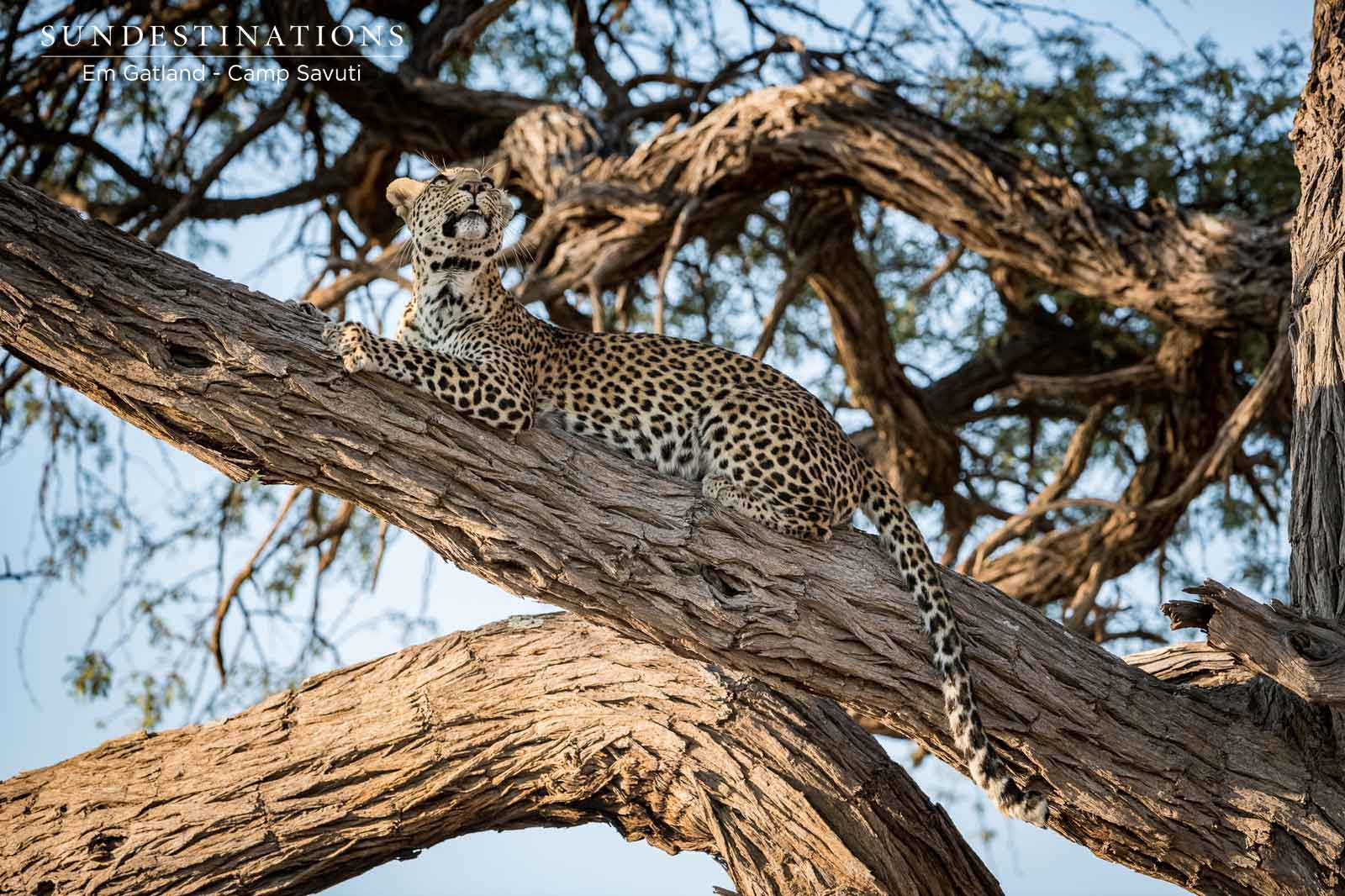 Leopard in Tree-top
