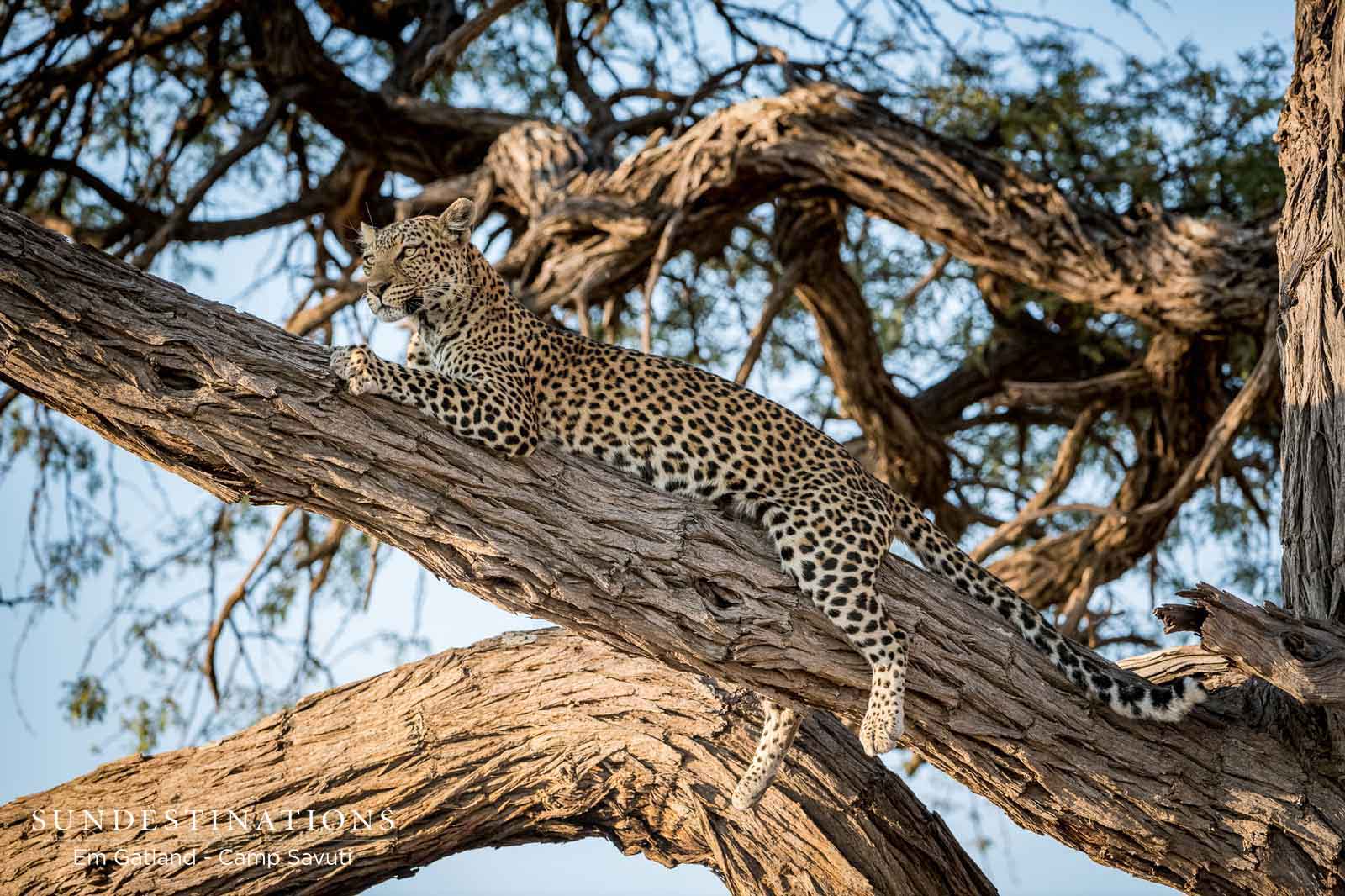 Camp Savuti Leopard Resting in Tree