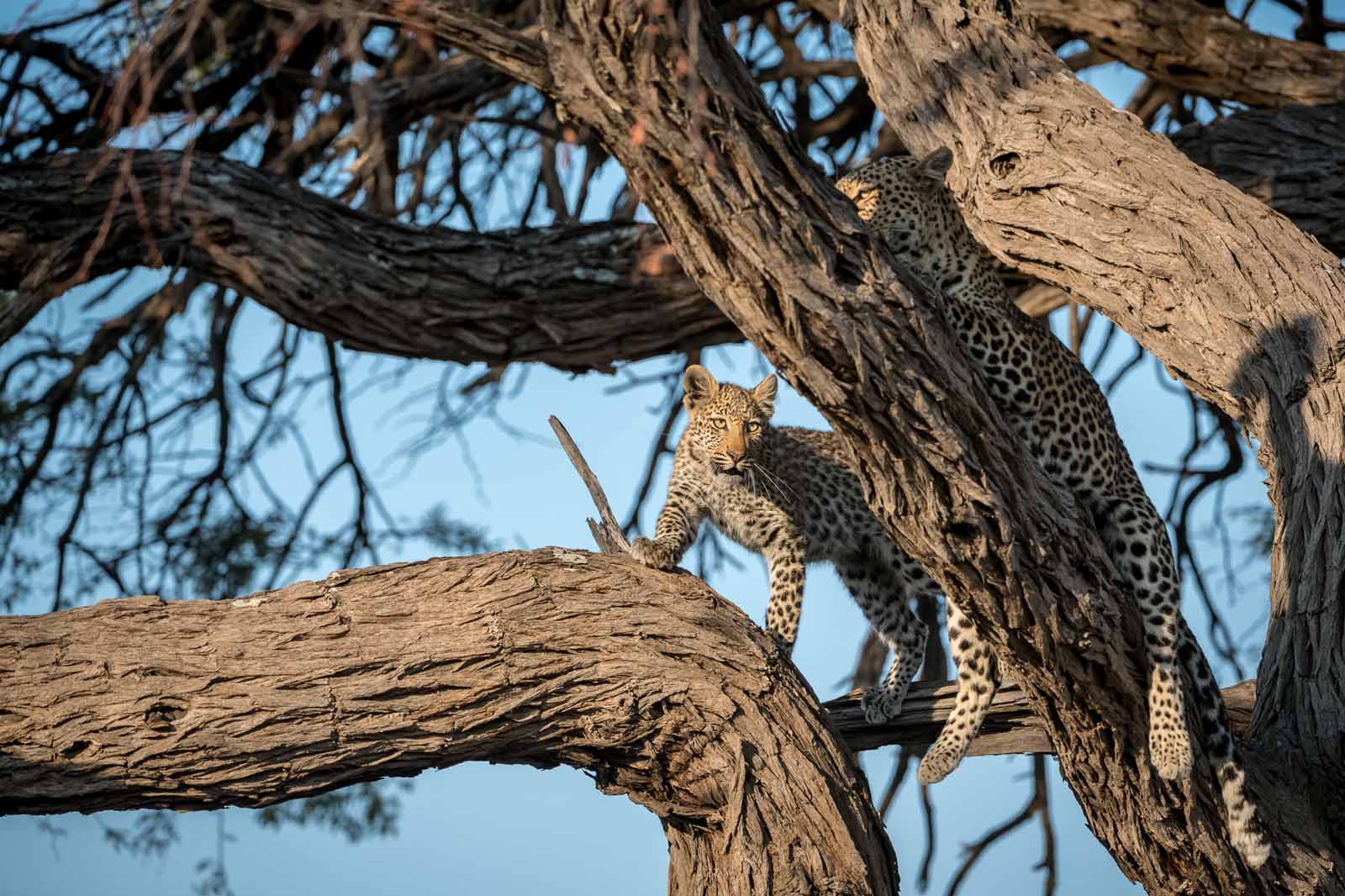 Tree-straddling Leopard