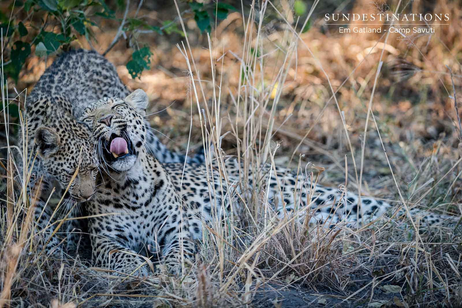 Leopard and Cub in Savuti Channel Region