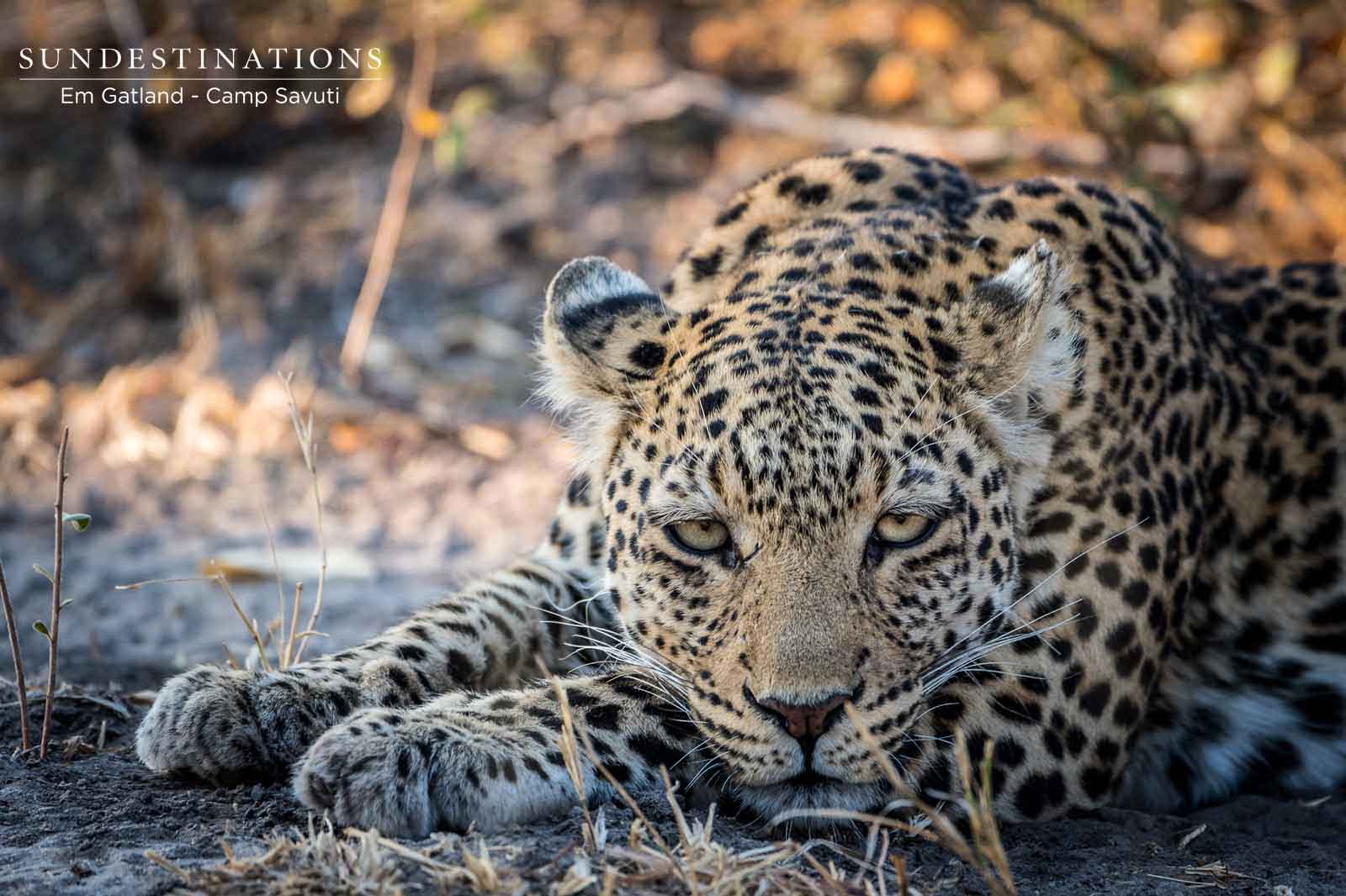 Leopard Asleep