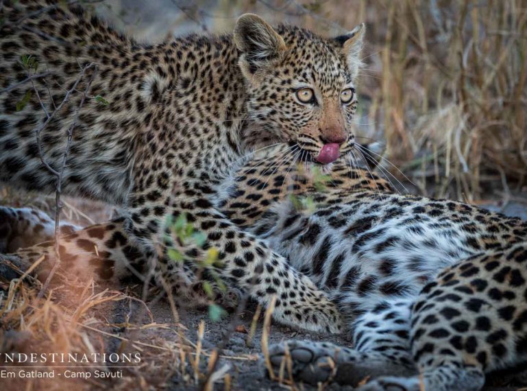 Photographing the Predator Action at Camp Savuti