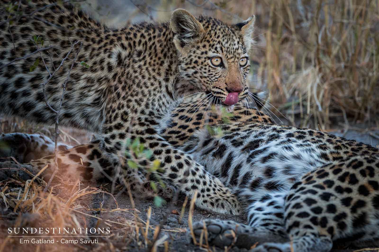 Leopard Cubs at Camp Savuti
