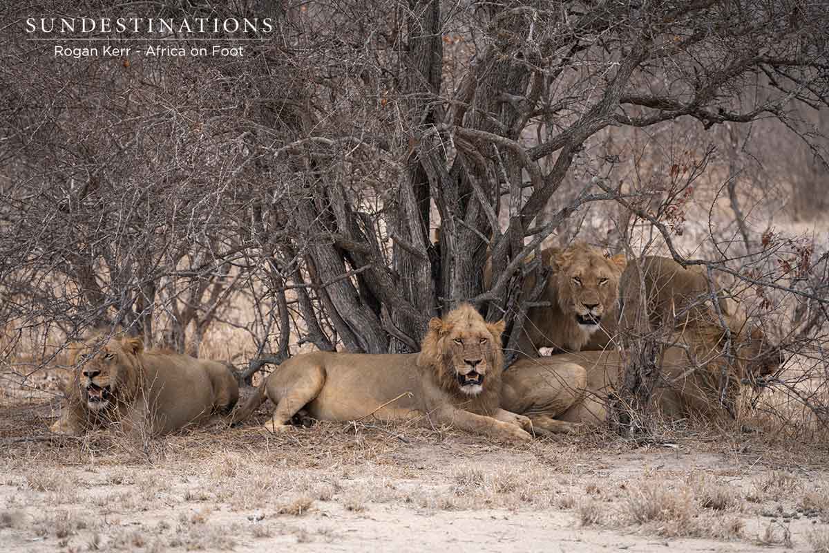 Vuyela Coalition of Lions