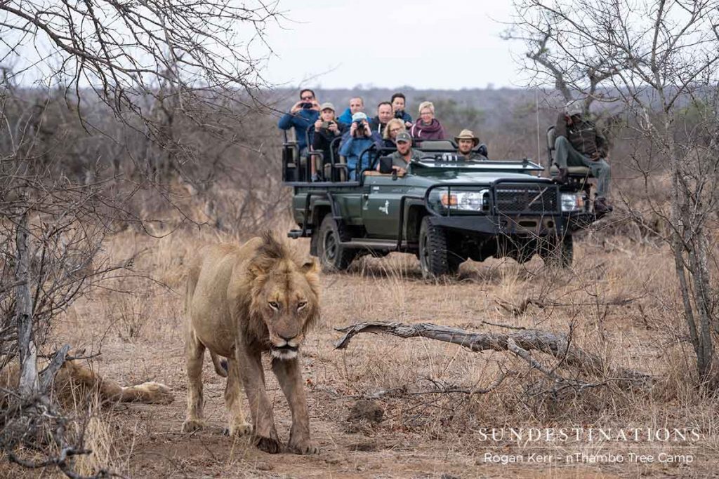 Vuyela Pride of Lions Male